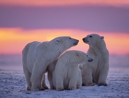 How technology helped shape David Attenborough’s new Netflix show